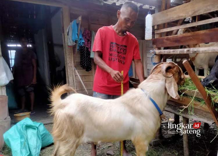 Harga kambing di Blora semakin meroket