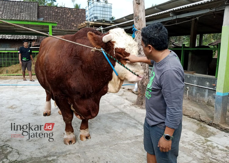 Rizki Amin Sukoha, pemilik Kandang Pedalaman, di Susukan, Kabupaten Semarang yang menjual dan merawat khusus sapi-sapi jenis jumbo tengah memamerkan sapi jumbo miliknya yang sudah terjual di Kandang Pedalaman, Rabu 29 Mei 2024. (Hesty Imaniar/Lingkarjateng.id)