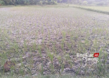 HAMPIR MATI: Lahan persawahan terancam gagal panen imbas musim kemarau. (Hanafi/Lingkarjateng.id)