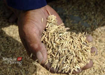 Ilustrasi gabah kering. (Antara/Lingkarjateng.id)