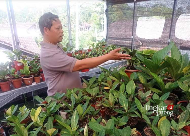 Cuan Ratusan Juta Jualan Tanaman Hias Ini, Anggota DPRD Salatiga Nyalon Wali Kota 25 Anggota DPRD Kota Salatiga Budi Santoso saat merawat tanaman anthurium jemani yang ditanaman di halaman rumahnya di Noborejo, Argomulyo, belum lama ini. (Angga Rosa/Lingkarjateng.id)