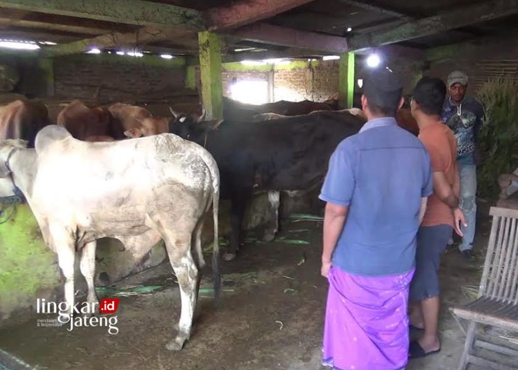 MENINJAU: Pembeli kurban sedang melihat sapi di kandang sapi Lembu Jaya di Desa Lanji, Kecamatan Patebon, Kabupaten Kendal. (Pemilik Kandang Sapi Lembu Jaya/Lingkarjateng.id)