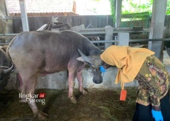 Dinas Pertanian, Pangan, dan Peternakan Kabupaten Demak saat melakukan monitoring hewan kurban pada Rabu, 12 Juni 2024. (M Burhanuddin Aslam/Lingkarjateng.id).