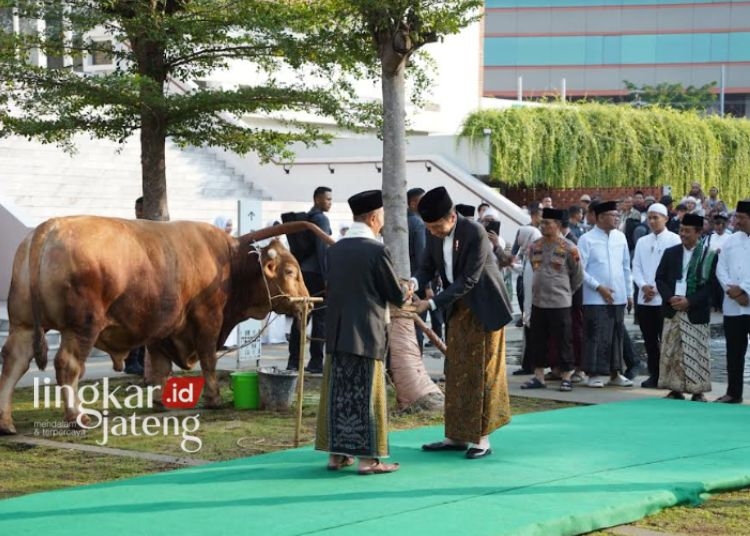 Presiden Jokowi menyerahkan sapi kurban seberat 1,25 ton ke Masjid Baiturrahman Semarang yang diterima langsung oleh Ketua Majelis Ulama Indonesia (MUI) Jawa Tengah, Ahmad Darodji, Senin 17 Juni 2024. (Rizky Syahrul/Lingkarjateng.id)