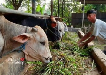Ilustrasi hewan kurban. (Antara/Lingkarjateng.id)