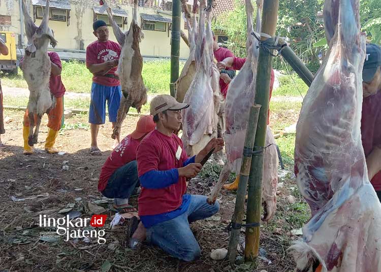 MEMBERSIHKAN: Panitia kurban Masjid Agung Kabupaten Semarang sedang membersihkan hewan kurban, Senin, 17 Juni 2024. (Hesty Imaniar/Lingkarjateng.id)