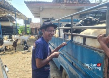 Jasa Ojek Kambing di Jepara Panen Berkah Jelang Idul Adha 1445 H 27 BAHAGIA: Seorang penyedia jasa ojek kambing di pasar hewan Mayong, Kabupaten Jepara, Sutrisno, sedang menata angkutan kambing. (Muhammad Aminudin/Lingkarjateng.id)