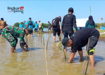 Kepala DLH Kendal, Aris Irwanto saat melakukan penanaman mangrove di Pantai Pilangsari pada Kamis, 6 Juni 2024. (Arvian Maulana/Lingkarjateng.id)