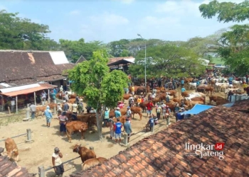 Para pedagang dan pembeli Sapi bertemu di Pasar Hewan Punden, Kabupaten Grobogan. (Eko Wicaksono/Lingkarjateng.id)