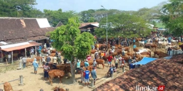 Para pedagang dan pembeli Sapi bertemu di Pasar Hewan Punden, Kabupaten Grobogan. (Eko Wicaksono/Lingkarjateng.id)