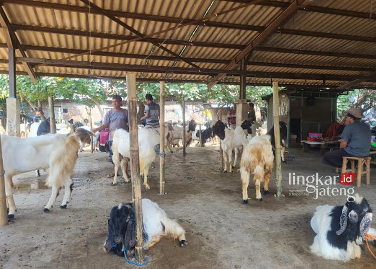 TUNGGU PEMBELI: Pedagang menjual hewan ternak di pasar hewan yang berada di Kecamatan Mayong, Kabupaten Jepara. (Muhammad Aminudin/Lingkarjateng.id)