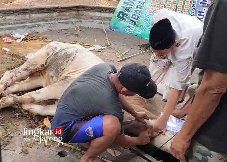 MENYEMBELIH: Sekda Jepara, Edy Sujatmiko, saat menjadi eksekutor sembelih hewan kurban di Halaman Masjid Agung Baitul Makmur Jepara pada Senin, 17 Juni 2024. (Muhammad Aminudin/Lingkarjateng.id)
