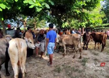 Persediaan Hewan Kurban di Pati Dipastikan Aman, Berikut Kisaran Harganya 30 Aktivitas jual beli sapi di Pasar Hewan Margorejo, Kabupaten Pati, Senin 3 Mei 2024. (Setyo Nugroho/Lingkarjateng.id)