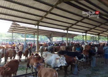 Sapi dijajakan di Pasar Punden Wirosari, Grobogan. (Eko Wicaksono/Lingkarjateng.id)