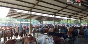 Sapi dijajakan di Pasar Punden Wirosari, Grobogan. (Eko Wicaksono/Lingkarjateng.id)