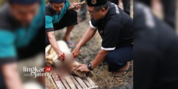 MENYEMBELIH: Peserta pelatihan juru sembelih halal mempraktikkan cara sembelih halal yang diselenggarakan pemuda Muhammadiyah dan Lazizmu Grobogan. (Pemuda Muhammadiyah/Lingkarjateng.id)