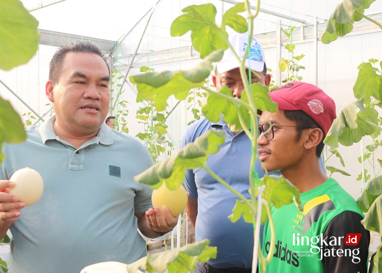 Bupati Blora Arief Rohman saat memanen melon secara langsung di Green House. (Dok.HMS/Lingkarjateng.id)