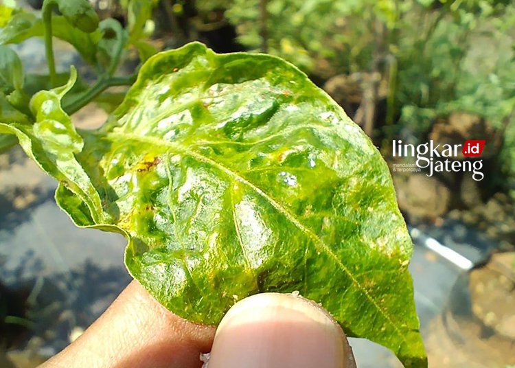 Terpukul Cuaca Buruk, Panen Petani Cabai di Pekalongan Anjlok 90 Persen 25 SERANGAN HAMA: Panen cabai anjlok drastis disebabkan cuaca buruk, serangan jamur dan hama lainnya. (Fahri Akbar-Lingkarjateng.id)