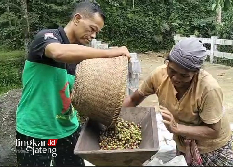 MENGGILING: Rohim, Ketua Kelompok Tani Desa Bantar Kulon Kecamatan Lebakbarang, tengah menggiling Ceri Kopi untuk diambil biji kopinya, Selasa (18/6). (Fahri Akbar/Lingkarjateng.id)