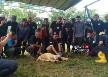 Pelatihan cara menyembelih hewan kurban yang halal sesuai syariat Islam. (Istimewa/Lingkarjateng.id)