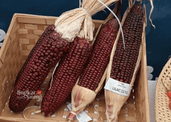 Jagung berwarna ungu turut meramaikan Grobogan Agro Expo 2024. (Eko Wicaksono/Lingkarjateng.id)