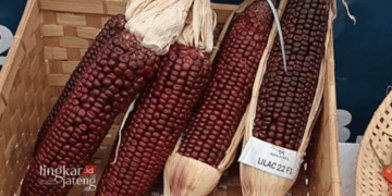 Jagung berwarna ungu turut meramaikan Grobogan Agro Expo 2024. (Eko Wicaksono/Lingkarjateng.id)
