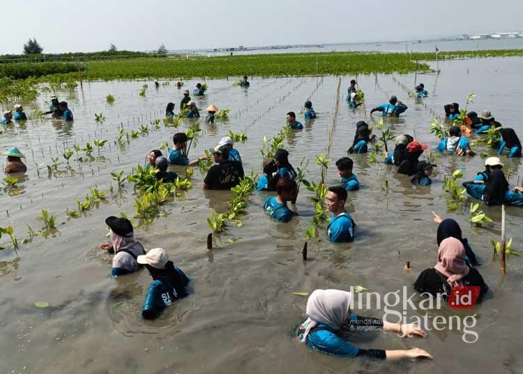 Peringati Hari Mangrove, 60 Mahasiswa Diajak Tanam Mangrove di Semarang