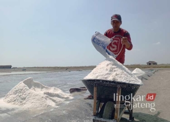 Jio (50), petani garam asal Desa Bumimulyo, Kecamatan Batangan, Kabupaten Pati, sedang memanen garam di tambaknya pada Minggu, 28 Juli 2024. (Setyo Nugroho/Lingkarjateng.id)
