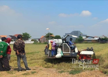 PANEN PERDANA: Proses panen padi di tanah das Desa Bebel, Kecamatan Wonokerto, Kabupaten Pekalongan, setelah 5 tahun lahan tersebut terbengkalai akibat terendaman Air Rob pada Kamis, 22 Agustus 2024. (Fahri Akbar/Lingkarjateng.id)