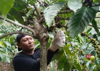 PANEN LEBIH AWAL: Ketua Kelompok Tani Segawe Lumintu Mberkahi, Joko Prasetyo, memanen buah kopi di Desa Klakahkasihan, Kecamatan Gembong, Kabupaten Pati. (Setyo Nugroho/Lingkarjateng.id)