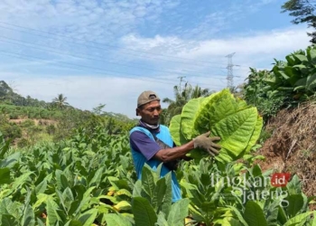 Sutrisno (55) saat saat menunjukkan hasil budi daya tembakaunya yang tumbuh subur di lahan di Desa Menawan, Kecamatan Gebog, Kabupaten Kudus, pada Rabu, 7 Agustus 2024. (Mohammad Fahtur Rohman/Lingkarjateng.id)