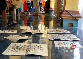 Lalat Serang Pemukiman Warga di Grobogan hingga Bikin Siswa Alami Diare 30 TERPERANGAKAP: Serangan lalat ke wilayah pemukiman menyebabkan warga harus banyak memasang perangkap lalat agar tidak menghinggapi makanan. (Eko Wicaksono/Lingkarjateng.id)