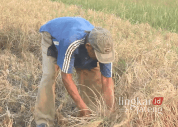 Ilustrasi: Petani di Blora tengah memanen padi. (Hanafi/Lingkarjateng.id)