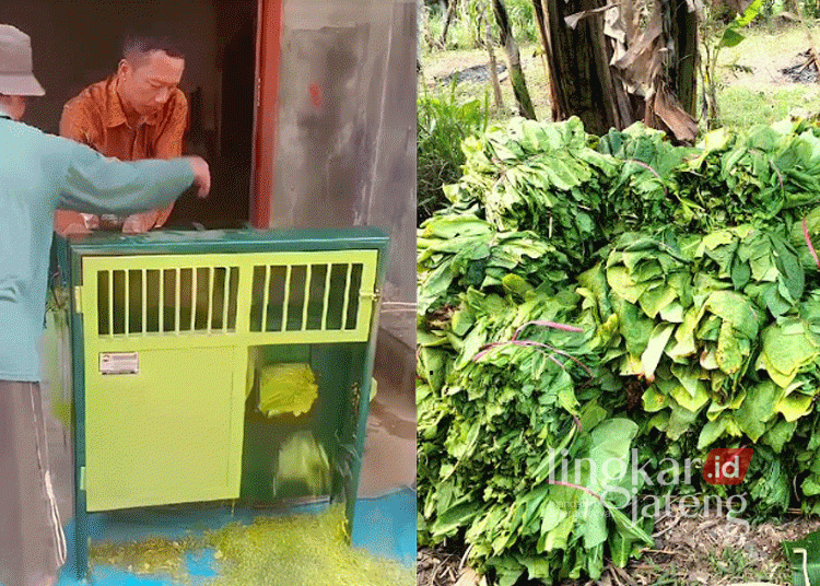 Bantuan alat perajang dan bibit tembakau untuk petani di Desa Gembong, Kecamatan Kandangserang, Kabupaten Pekalongan, pada Selasa, 17 September 2024. (Fahri Akbar/Lingkarjateng.id)