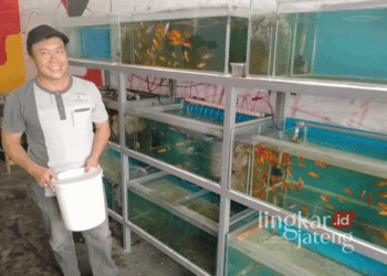 ILUSTRASI: Seorang penghobi ikan hias di Kota Pati sedang memberi makan ikan peliharannya pada Kamis, 19 September 2024. (Arif Febriyanto/Lingkarjateng.id)