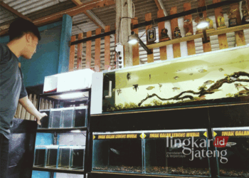 Bagus Rifqi Novianto, penggagas Joyokusumo Aquatic Combat, sedang menunjukkan koleksi ikan peliharaannya pada Kamis, 12 September 2024. (Rizky Riawan Nursatria/Lingkarjateng.id)