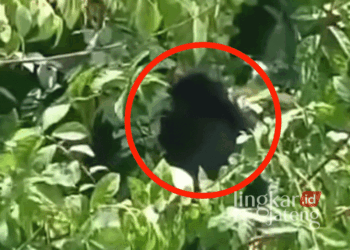 Kemunculan seekor hewan berbulu hitam pekat yang diduga lutung Jawa gegerkan warga Desa Cabean, Kecamatan/Kabupaten Demak, baru-baru ini. (Instagram/Lingkarjateng.id)