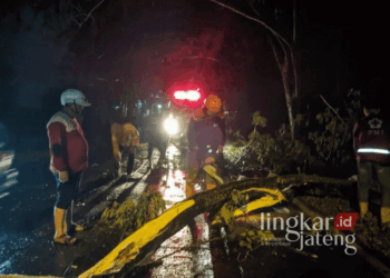 Warga Blora Was-was, Banyak Pohon Rawan Tumbang di Jalan Provinsi Cepu-Singget 28 Tim Reaksi Cepat (TRC) BPBD Blora saat mengevakuasi pohon tumbang di Jalan Provinsi Cepu-Singget tepatnya di Desa Ngraho, Kecamatan, Kedungtuban, belum lama ini. (Dok. Pribadi/Lingkarjateng.id)