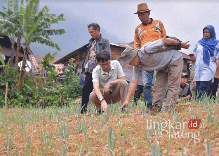 Pjs. Bupati Pekalongan, Widi Hartanto, saat mengecek komoditas sayuran di Desa Tlogohendro, Kecamatan Petungkriyono, pada Sabtu, 19 Oktober 2024. (Fahri Akbar/Lingkarjateng.id)