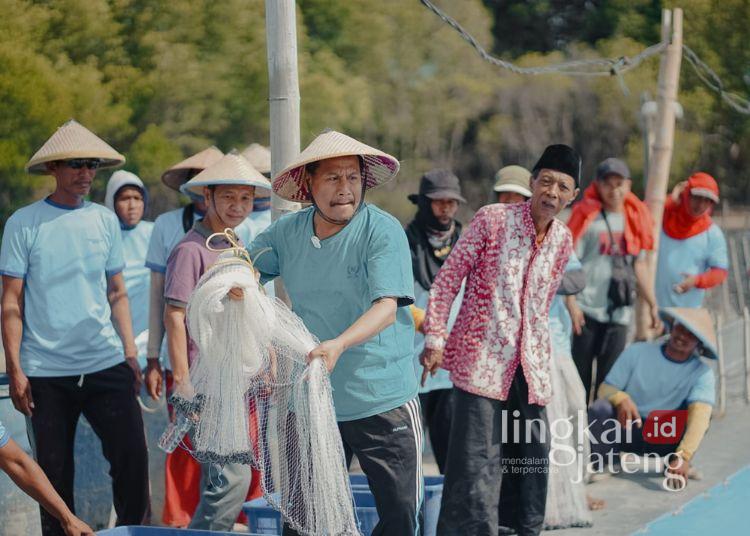 Ikut Panen Udang Calon Bupati Rembang Harno Serap Aspirasi Petani Tambak