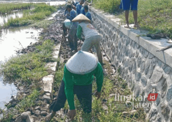 Para petani di Kabupaten Pekalongan saat swadaya membersihkan sedimentasi di Derah Irigasi Sragi. (Fahri Akbar/Lingkarjateng.id)