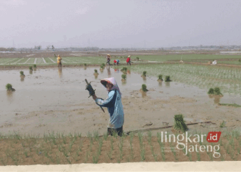 Para petani di Kabupaten Grobogan, Jawa Tengah, saat menanam padi. (Eko Wicaksono/Lingkarjateng.id)