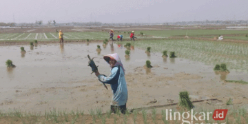 Para petani di Kabupaten Grobogan, Jawa Tengah, saat menanam padi. (Eko Wicaksono/Lingkarjateng.id)