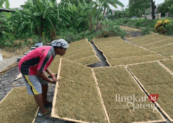 Petani di Desa Pundenarum, Kecamatan Karangawen, Kabuapten Demak, sedang mengangkat jemuran tembakau yang telah kering pada Senin, 21 Oktober 2024. (M. Burhanuddin Aslam/Lingkarjateng.id)