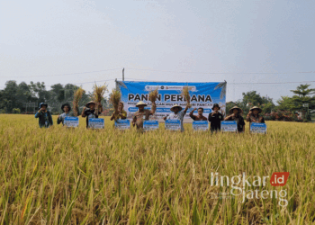 Prosesi potong padi oleh jajaran BMT Fastabiq bersama Pj. Bupati Pati di Desa Karangwage, Kecamatan Trangkil, Kabupaten Pati, pada Jumat, 15 November 2024. (Arif Febriyanto/Lingkarjateng.id)