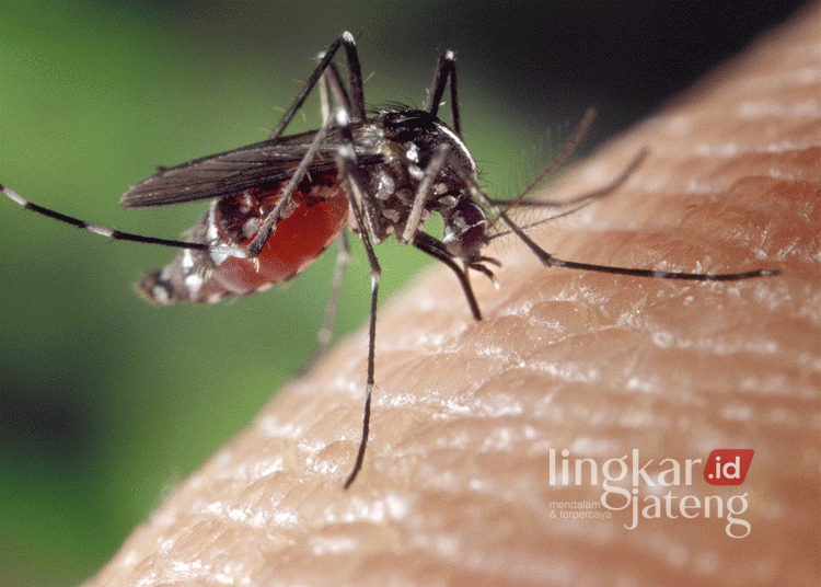 Ilustrasi nyamuk aedes aegypti penyebab demam berdarah. (Pixabay@FotoshopTofs/Lingkarjateng.id)