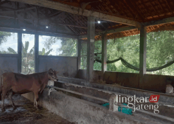 Kandang peternakan sapi di Desa Gadon, Kecamatan Cepu, Kabupaten Blora. (Dok. Pribadi/Lingkarjateng.id)