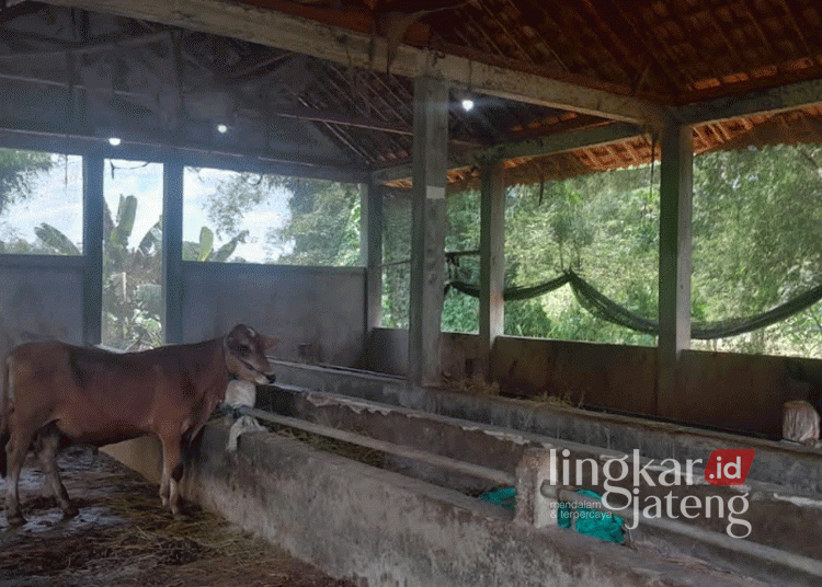 Kandang peternakan sapi di Desa Gadon, Kecamatan Cepu, Kabupaten Blora. (Dok. Pribadi/Lingkarjateng.id)