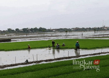 Petani di kudus saat sedang menyiapkan bibit padi untuk ditanama. (Mohammad Fahtur Rohman/Lingkarjateng.id)