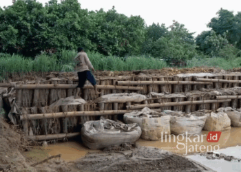 Warga mengecek kondisi tanggul di Desa Angkatan Lor, Kecamatan Tambakromo, Kabupaten Pati, Jawa Tengah, pada Kamis, 28 November 2024. (Mutia Parasti/Lingkarjateng.id)